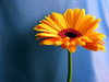 Gerbera II - 3: next photos with this flower :)