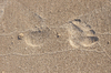 footprint in the sand: foot print in the sand at the beach