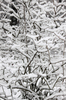 snowy_branches_02: Snowy branches.