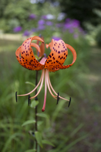 Tiger Lily: Tiger lily