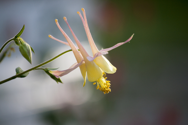 columbine: Peach and yellow columbine flower.