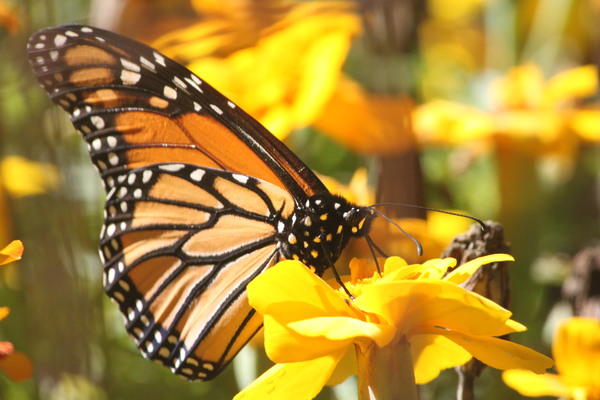 mariposa monarca: 