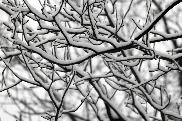 snowy_branches_01: Snowy branches.
