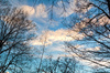 Sky through trees: A picture of the sky with clouds through several large trees