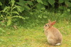 wild konijn: 