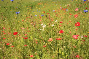 Summer flower meadow: Summer flowers in a meadow