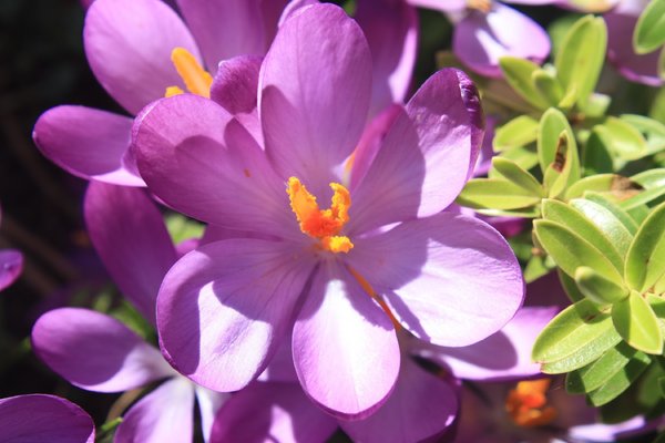 Purple flower | Gratis stock foto's - Rgbstock - gratis afbeeldingen