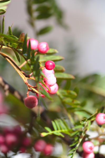 Acer tree berries: Pink berries on Acer tree