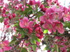 Spring 5: The crab-apple trees and other garden stuff. 