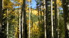 Colorado Aspen: The aspen leaves in the mountains not too far from Idaho Springs, CO. September 18, 2010.