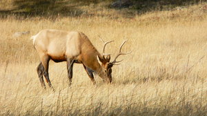Elk: Some pictures of the elk in Rocky Mountain National Park, Colorado. 10-10-'10