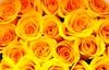 yelllow roses background 2: yellow roses background 2