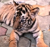 baby tiger: baby tiger