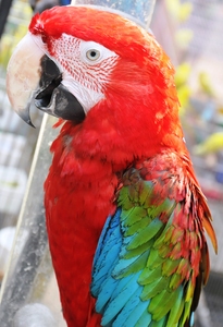 red parrot: red parrot