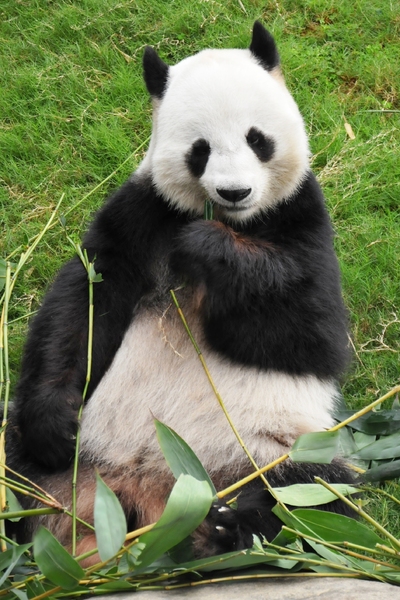 Panda jedzenie: 