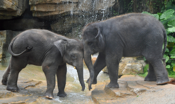 elephant love: elephant love