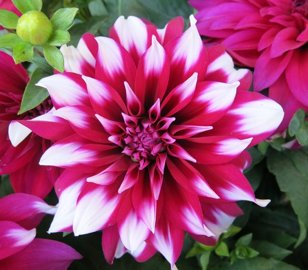 Wonderlijk paarse en witte bloemen | Gratis stock foto's - Rgbstock - gratis QE-88
