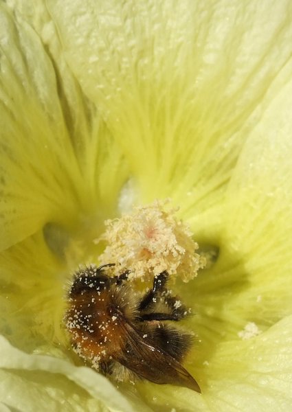 Bee collecting Pollen: Honey Bee collecting pollen