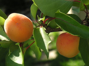 Apricot tree 2: Old apricot tree in grandma´s garden