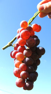 Fresh grapes 3: Ripe grapes from my grandpa´s vineyard. Sun rays shining right through. Zumberak, Croatia.
