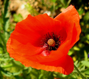 Poppy collection 3: Colorful poppies 