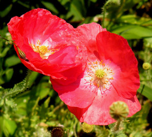 Poppy collection 5: Colorful poppies 