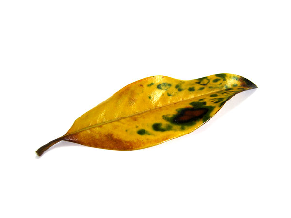 leaf 1: leafs