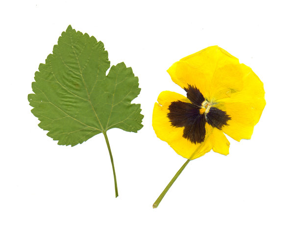 leaf & flower: leaf & flower