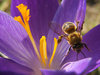 bee on crocus 7: hard working bee on a violet crocus