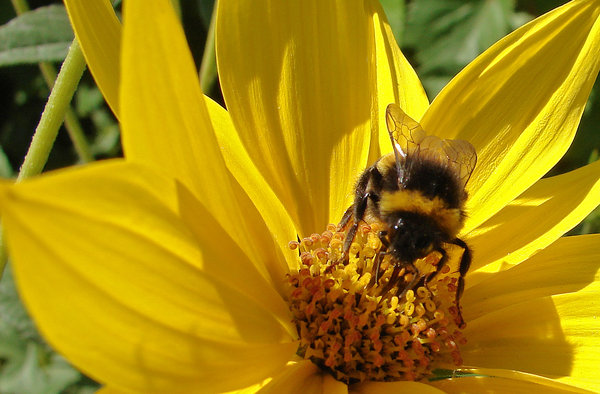 bumble bee: bumble bee on yellow