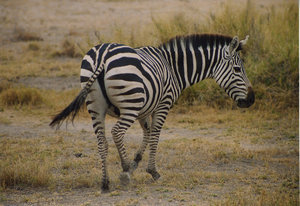 Zebra 1: A meeting in Amboseli National Park (Kenya)