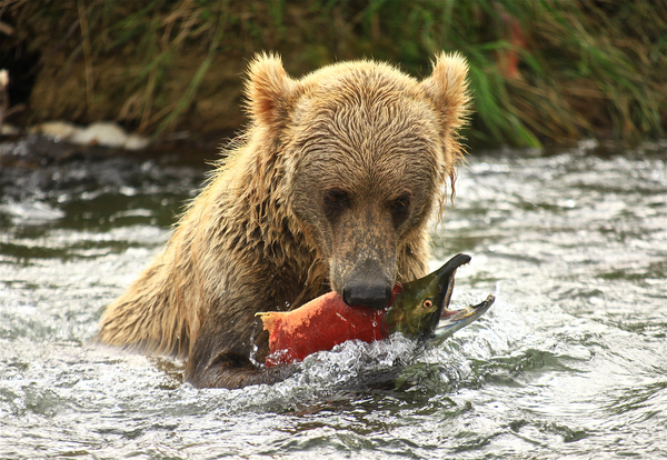 Bear fishing: no description