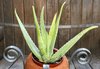 Aloe Vera: A common potted plant grown for the medicinal gel it produces.