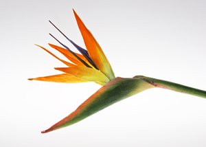 Bird of Paradise: An artificial flower in front of a light panel.
