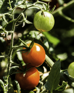 Fresh Tomatoes on Vine: Newly ripened cherry tomatoes still on the vine