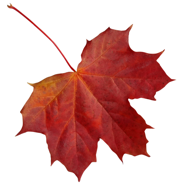 autumn leaf: Brak opisu