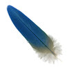 Macaw feather: A macaw feather, isolated on a white background.