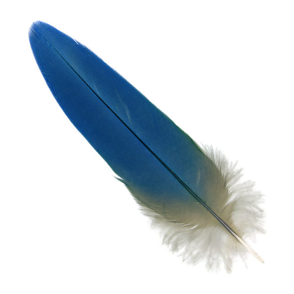 Macaw feather: A macaw feather, isolated on a white background.