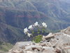 Solo sego: A lone sego lily plant at the top of a very high mountain peak (Mt. Nebo, UT). This was the highest-growing flower we saw that day by far. The sego lily is Utah's state flower.