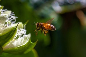 Honey Bee: Honey Bee pollinating Passion Fruit flowers in Northern NSW Australia