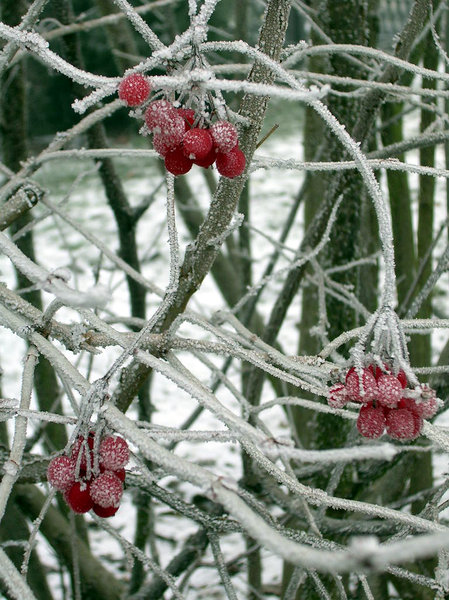 Frozen Berries 3: Frozen berries in a garden in Luxembourg.