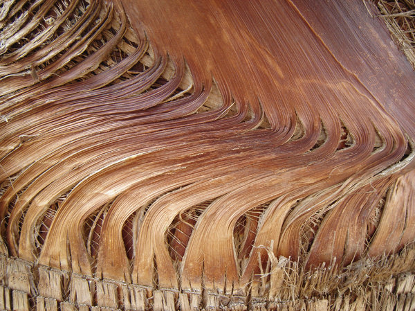 Palm: Palm tree texture