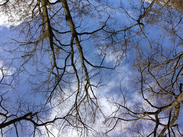 Trees and sky: photo of the trees and sky in the park around our house