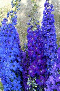Blue Delphiniums: Blue delphiniums blooming.