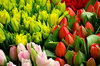 Bunches of Tulips 2: Tulips for sale at a market in Seattle, Washington.