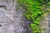 Moss on concrete: Moss growing on concrete.