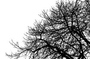 Branches 1: High contrast silhouette of tree branches.
