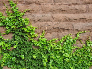stone and ivy: ivy growing on a stone wall.