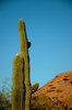 Saguaro cactus 1: 