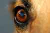 Dog Eye: Dog Eye
